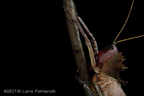 Dragon Head Katydi, Lesina blanchardi from West-Sarawak / Borneo