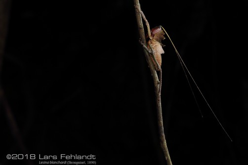 Dragon Head Katydi, Lesina blanchardi from West-Sarawak / Borneo