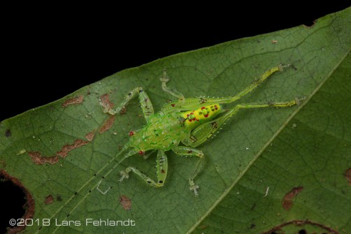 Mosaic katydid nymph of Depressacca sp. from West-Sarawak / Borneo