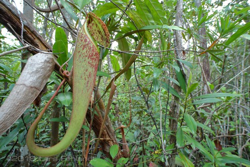 upper pitcher of Nepenthes rafflesiana