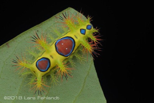 unknown Caterpillar, Limacodidae, Sarawak / Borneo
