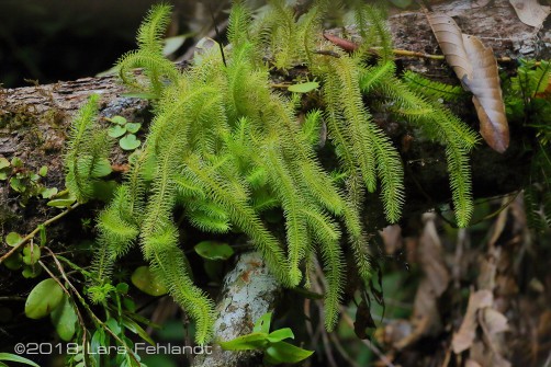 Rock tassel fern, Phlegmariurus squarrosus, central Sarawak / Borneo