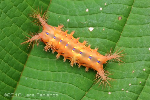 Setora spec. (?) Limacodidae - central Sarawak / Borneo
