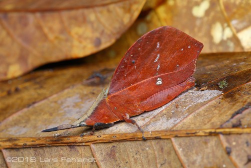 Systella spec. brown from Sarawak / Borneo