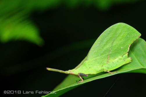 Systella spec. green from Sarawak / Borneo