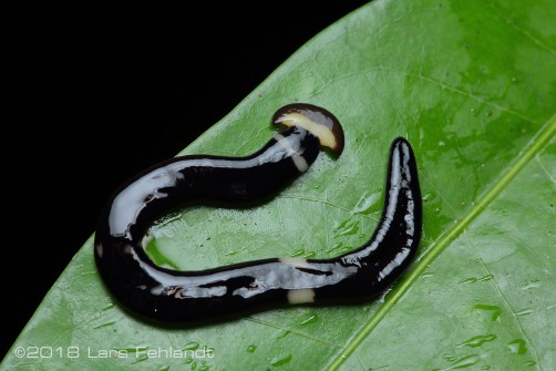 Hammerhead-Worm, Bipalium spec. - south Sarawak / Borneo