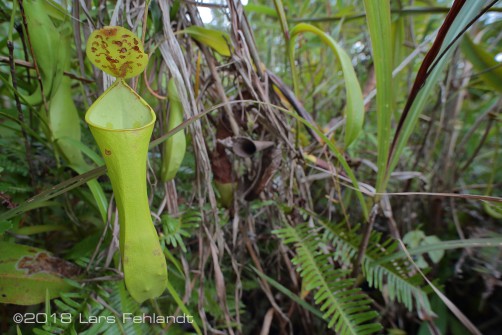 Nepenthes reinwardtiana from central Sarawak / Borneo