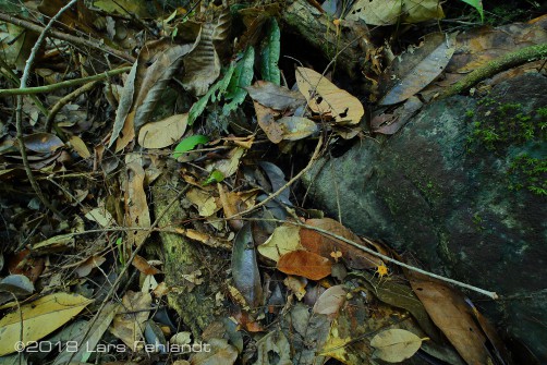 Thismia aseroe of south Sarawak / Limestone Area