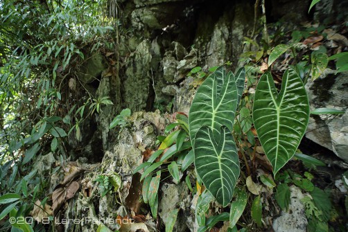 Alocasia longiloba var. lowii of south Sarawak / Borneo