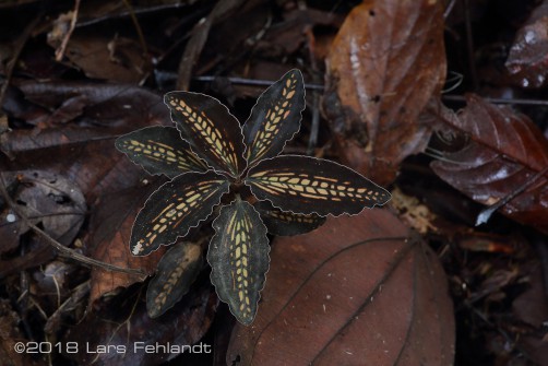 Jewel orchid, Goodyera sp. (?) central Sarawak / Borneo