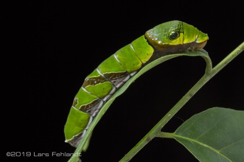 caterpillar of Papilio sp. (Papilio protenor?) from West-Sarawak, Borneo