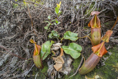 Nepenthes veitchii of central Sarawak / Borneo