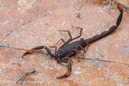Bark scorpion - Lychas sp. of east Sarawak / Borneo
