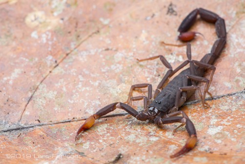 Bark scorpion - Lychas sp. of east Sarawak / Borneo