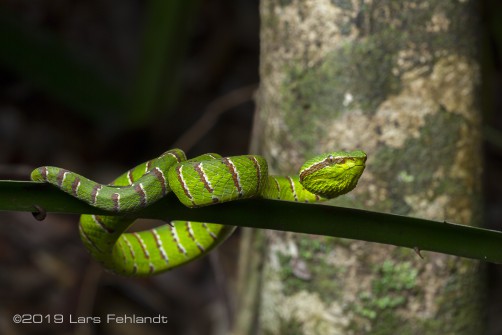 Bornean Keeled Pit Viper, Tropidolaemus subannulatus (Gray, 1842), East-Sarawak / Borneo