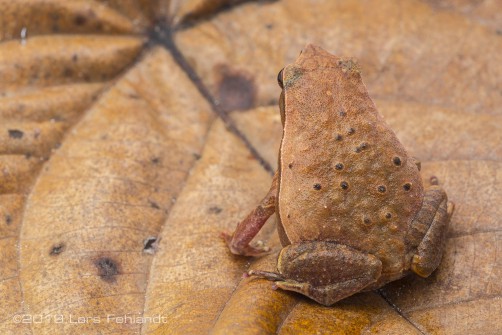 Borneo sticky frog, Kalophrynus meizon - central Sarawak / Borneo