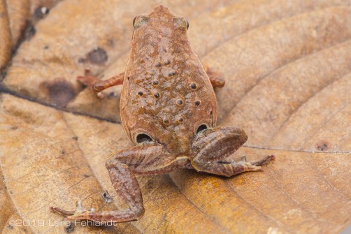 Borneo sticky frog, Kalophrynus meizon - central Sarawak / Borneo