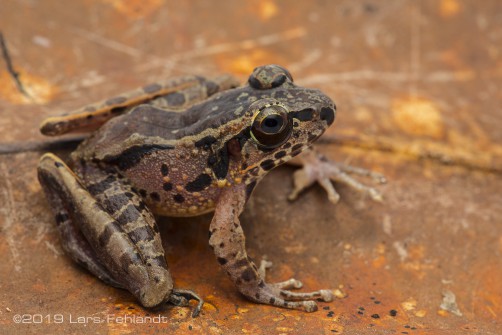 Hole-in-the-head frog, Huia cavitympanum of central Sarawak / Borneo