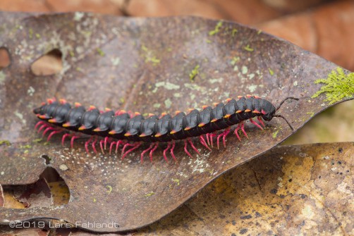 Paradoxosomatidae, Desmoxytes sp. of central Sarawak / Borneo