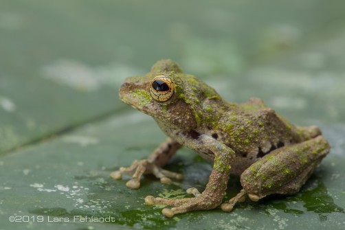 Kerangas Bush Frog - Philautus kerangae, of central Sarawak / Borneo