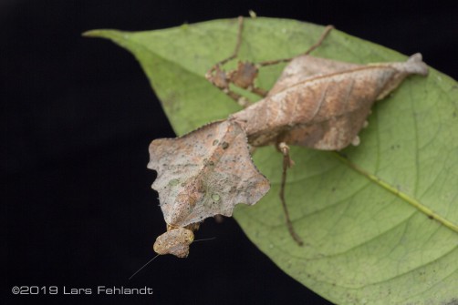 Dead leaf mantis, Deroplatys lobata of central Sarawak / Borneo