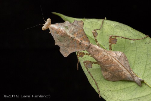 Dead leaf mantis, Deroplatys lobata of central Sarawak / Borneo