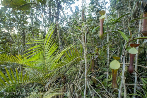 giant morph of Nepenthes reinwardtiana Miq. (1852), central Sarawak 1500m ASL
