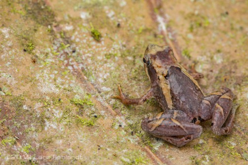 The pothole narrow-mouthed frog, Microhyla petrigena - of central Sarawak / Borneo