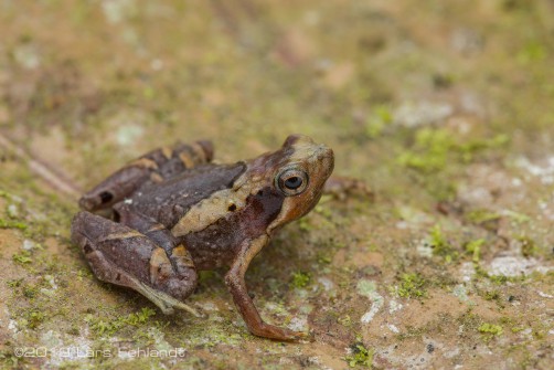 The pothole narrow-mouthed frog, Microhyla petrigena - of central Sarawak / Borneo