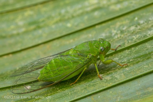 jade-green cicada, Dundubia vaginata of central Sarawak / Borneo