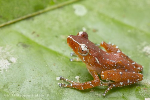 Cinnamon Tree Frog - Nyctixalus pictus of south Sarawak / Borneo