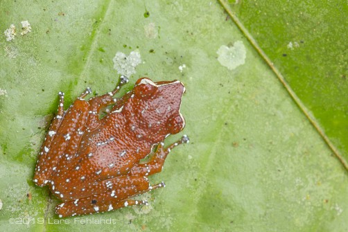 Cinnamon Tree Frog - Nyctixalus pictus of south Sarawak / Borneo