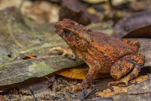 Crested Toad, Ingerophrynus divergens (Peters, 1871) of south Sarawak / Borneo