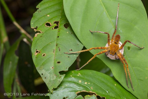 Orange huntsman spider with eggsack, Heteropoda spec. of south Sarawak / Borneo
