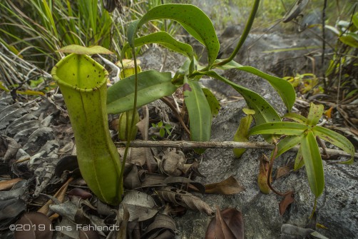 Nepenthes northiana x mirabilis of Sarawak / Borneo