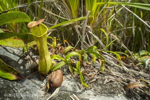 Nepenthes northiana x mirabilis of Sarawak / Borneo