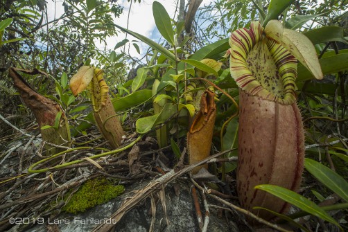Nepenthes northiana - Sarawak / Borneo