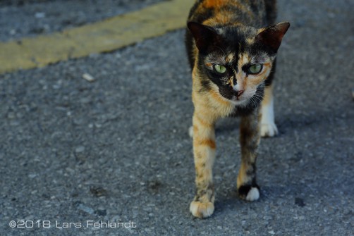 Katze in Siniawan, Sarawak / Borneo
