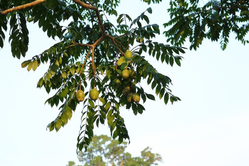 Goldpflaume (Spondias dulcis) in Siniawan / Borneo