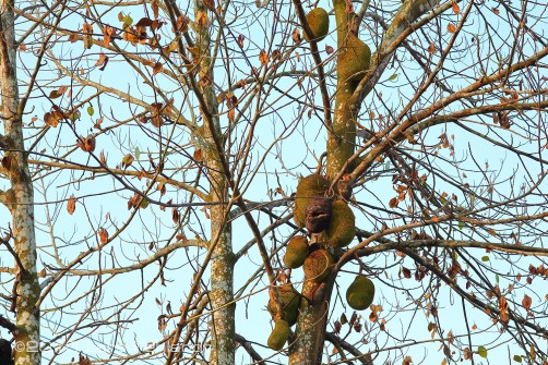 Cempedakbaum (Artocarpus integer) in Siniawan Sarawak/Borneo