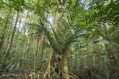 Palm in Sarawak / Borneo