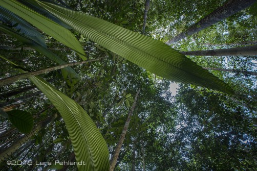 Johannesteijsmannia altifrons in Sarawak / Borneo