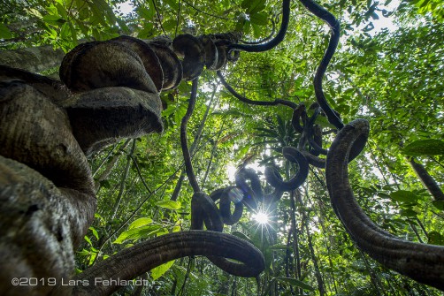 Lianen in einem Regenwald in Sarawak / Borneo