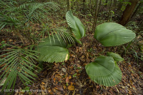 Licuala orbicularis in Sarawak / Borneo