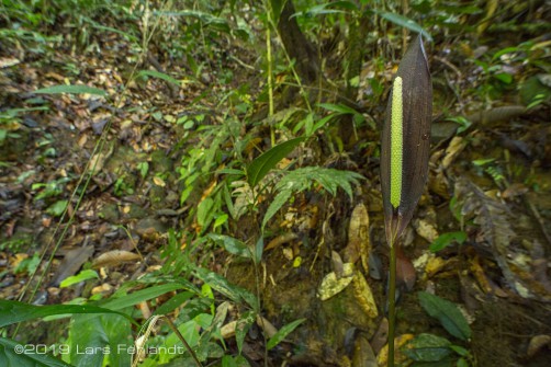 Podolasia spinosa of Sarawak / Borneo
