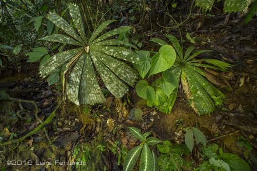 undescribed Begonia spec. - Borneo / central Sarawak