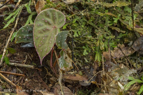 undescribed Begonia spec. - Borneo / central Sarawak