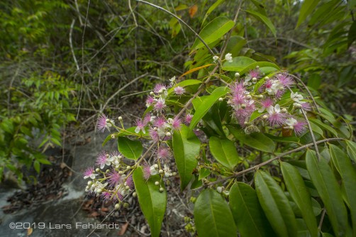 Decaspermum spec. of south Sarawak / Borneo