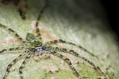 Pandercetes sp. of Sarawak / Borneo
