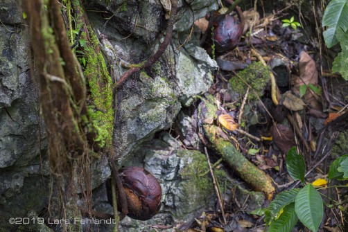 buds of Rafflesia tuan-mudae in Borneo / Sarawak